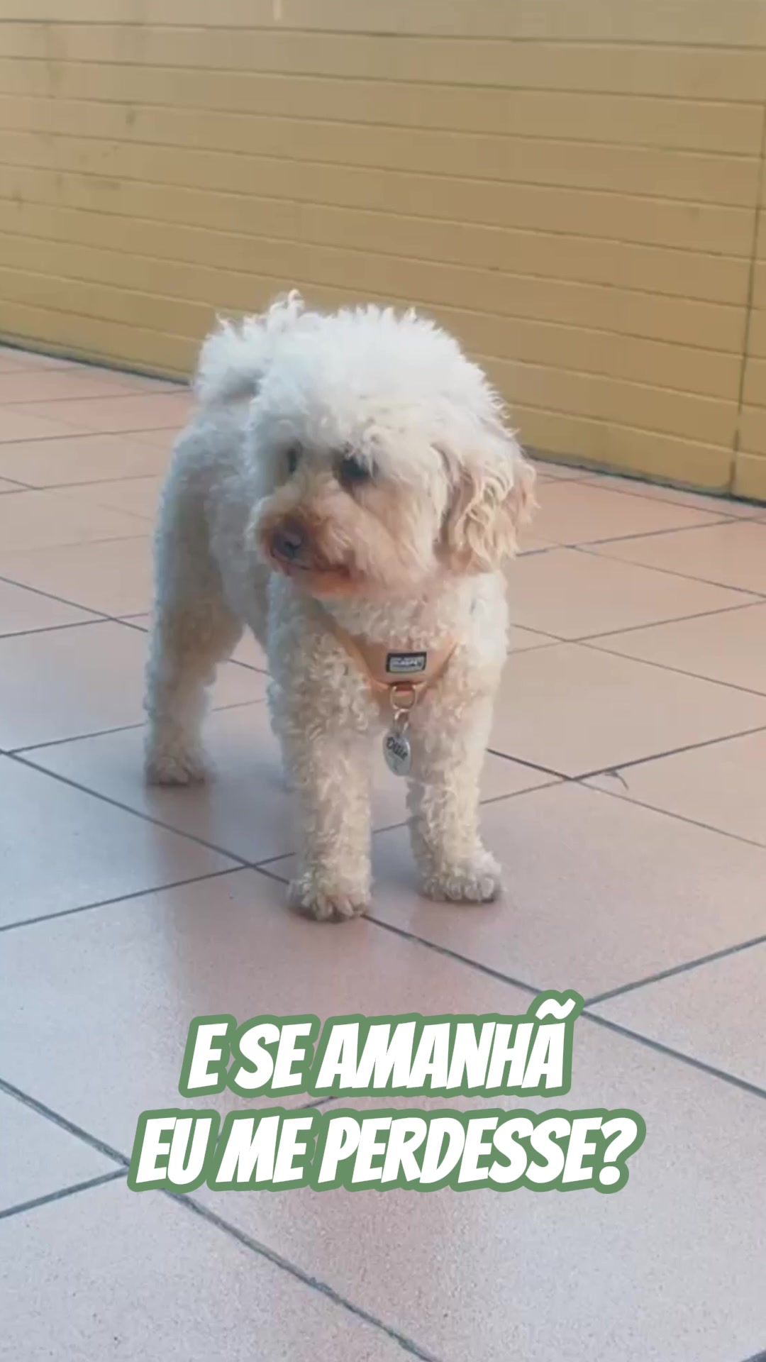 Cão com a TAG Patudo+ na coleira